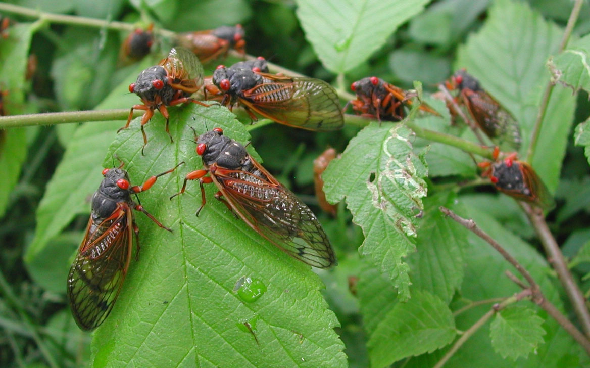 Cicadas
