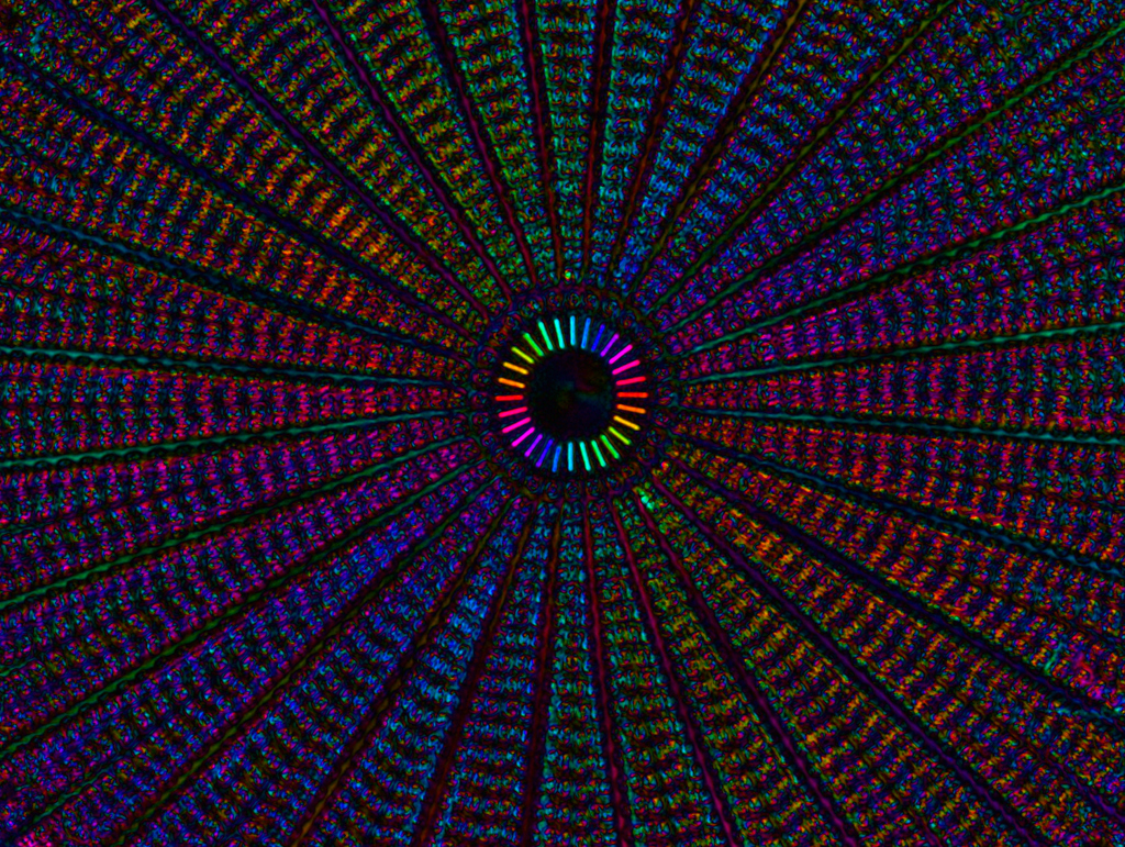  Diatom Arachnoidiscus