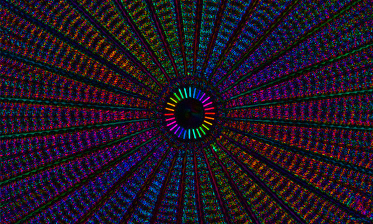 This is a live image of the diatom Arachnoidiscus