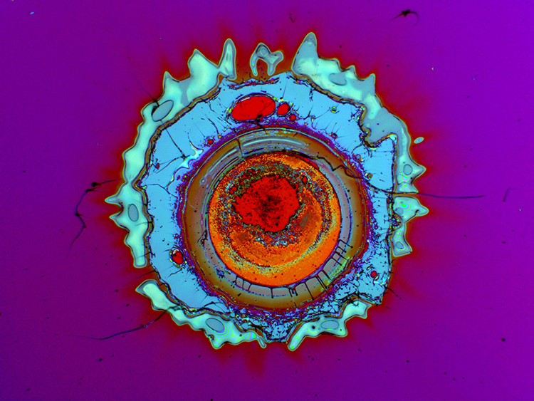 Water droplets on a flower adopt almost hemispherical shapes