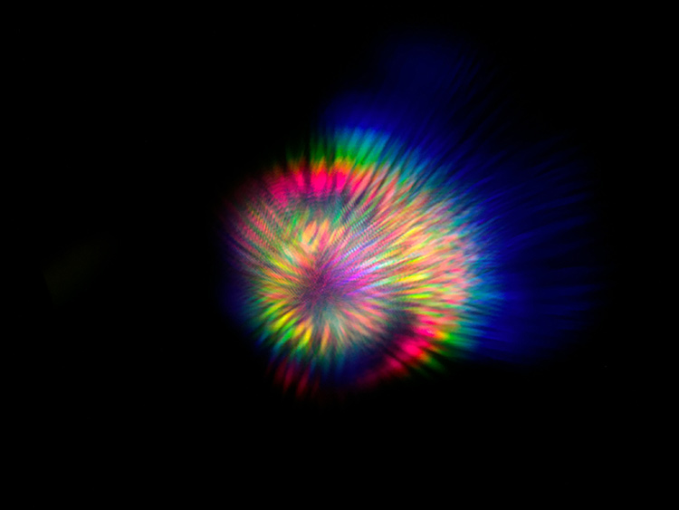 Water droplets on a flower adopt almost hemispherical shapes