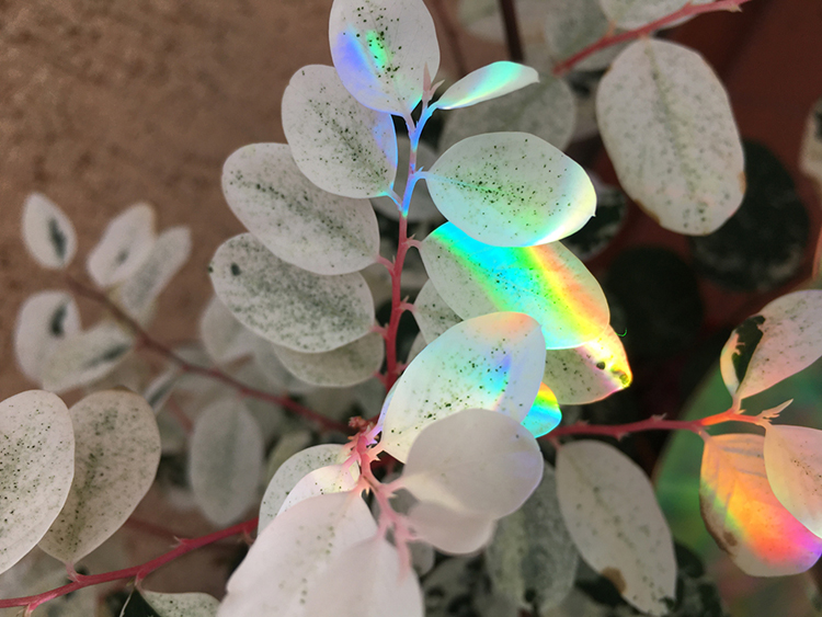 Water droplets on a flower adopt almost hemispherical shapes