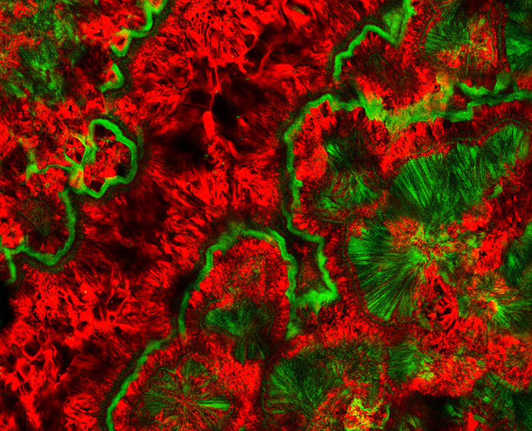 Beetles from all over the world regard themselves in the mirror and find that they are all left-handed circularly polarized