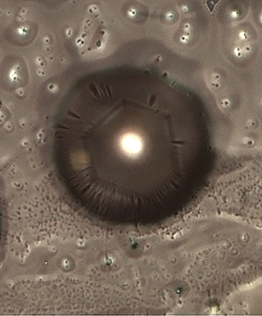 Single Liquid Microlens