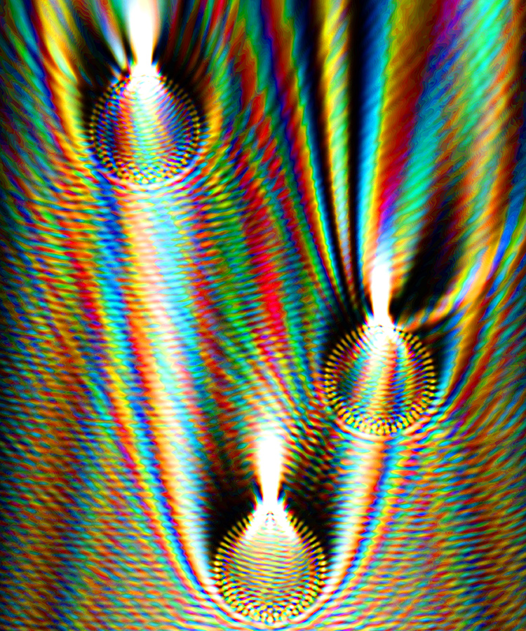 Beetles from all over the world regard themselves in the mirror and find that they are all left-handed circularly polarized