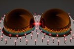 Ultrafast Optics